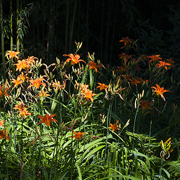 Tiger lilies_©acfallen.png