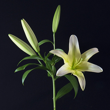 Limelight 5_lily_©acfallen.png