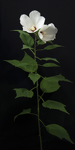 Limelight 4 (Hibiscus)