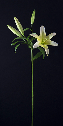 Limelight 5 (Lily)