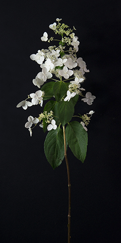 Limelight 6 (Lace-cap Hydrangea)