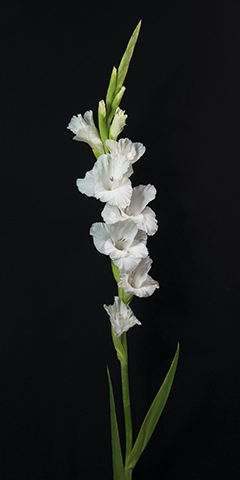 Limelight 8 (Gladiola)