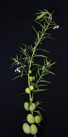 Limelight 10 (Balloon Milkweed)