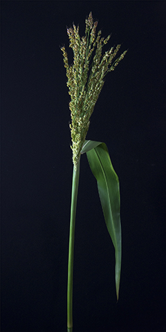 Limelight 11 (Broom Corn)