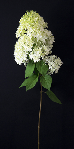 Limelight 7_hydrangea_@acfallen.png