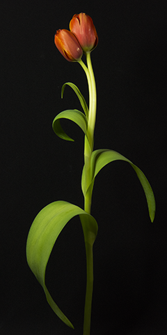 Tempestuous 1 (Red-Orange Tulip)