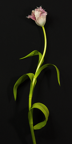 Tempestuous 2 (Pink Tulip)