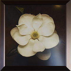 Magnolia frame (small)_6055.png