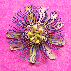 Passionflower 1 (Magenta)