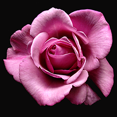 Small 3 (Pink Rose)
