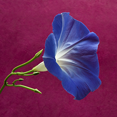 Small 4 (Morning Glory)
