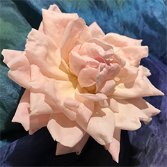 Small 7 (Last Rose)