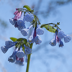 Small 8 (Bluebells)