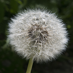 Small 11 (Dandelion)
