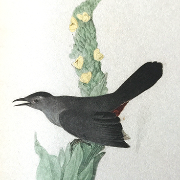 Evasive catbird_©acfallen.png