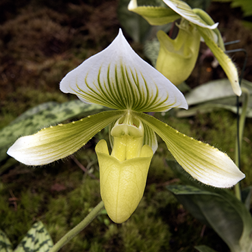 Lady slipper_©acfallen.png