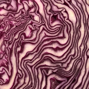 Red cabbage_©acfallen.png