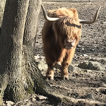 Yak_©acfallen.png