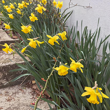 Spring signs_©acfallen.png