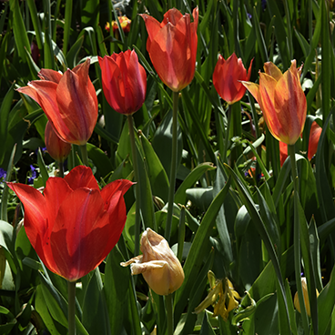 Dallas flower 3_©acfallen.png