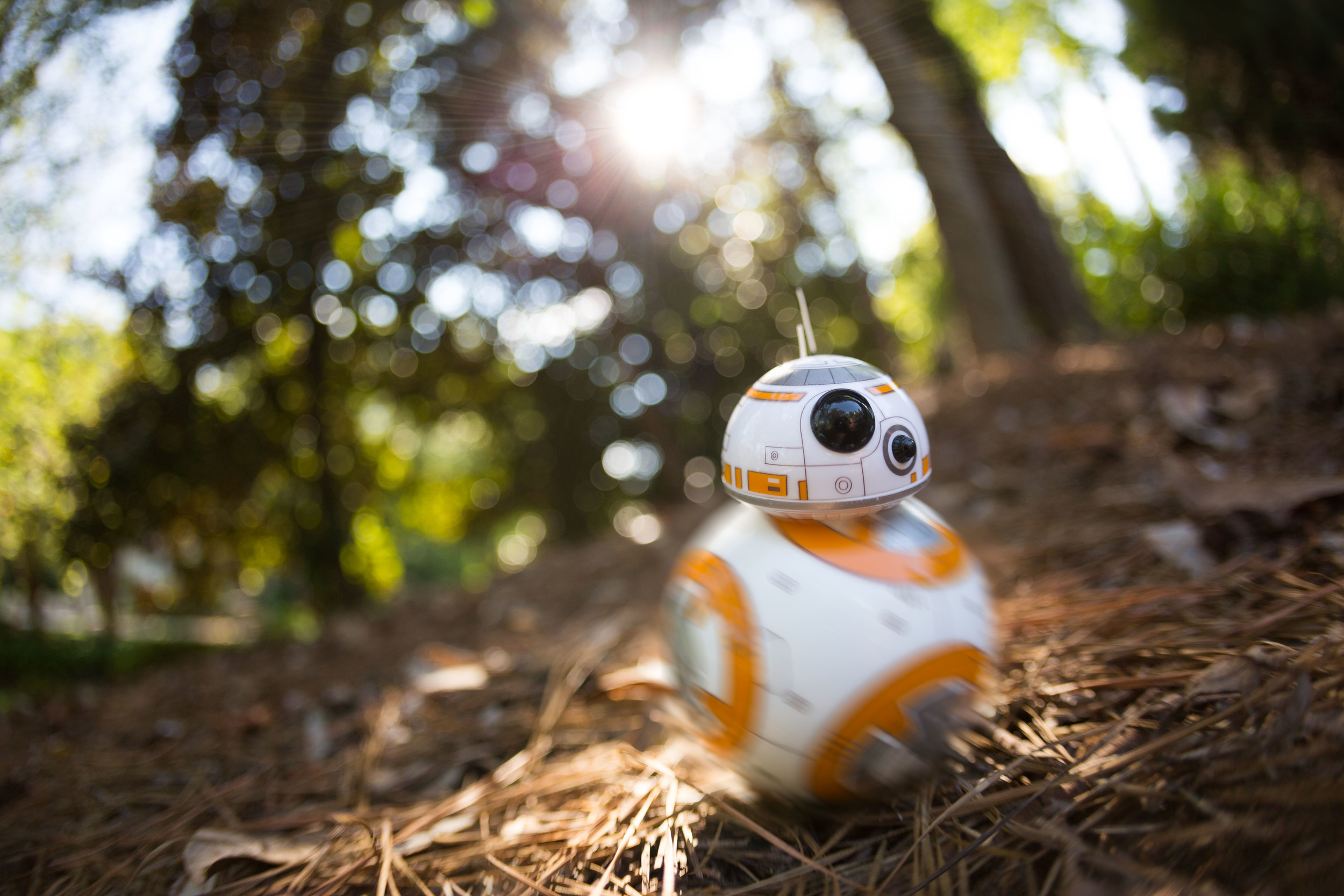 Out on a Stroll .jpg