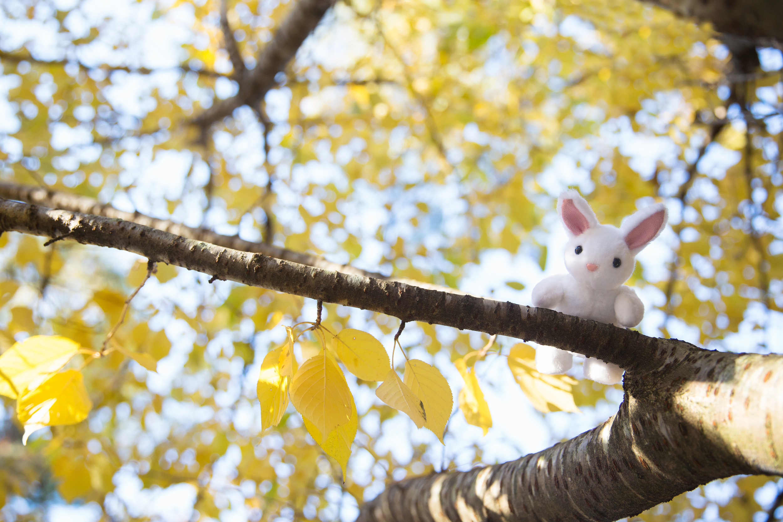 In Fall.jpg
