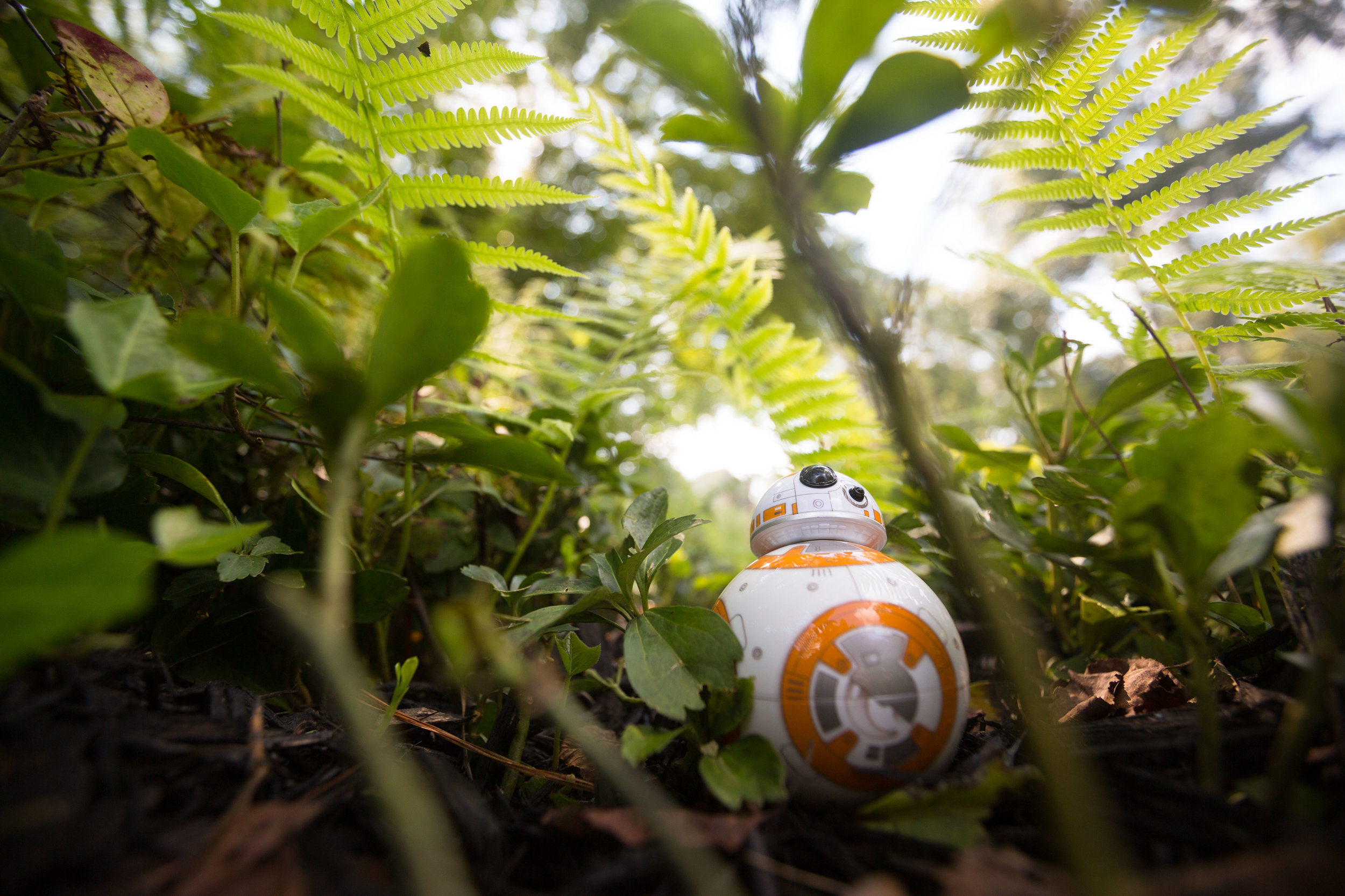 Exploring the Garden.jpg