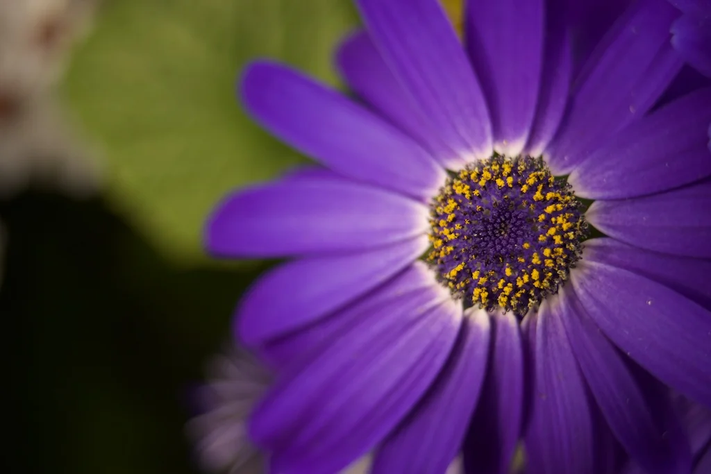 Gayatri Avahana Mantra