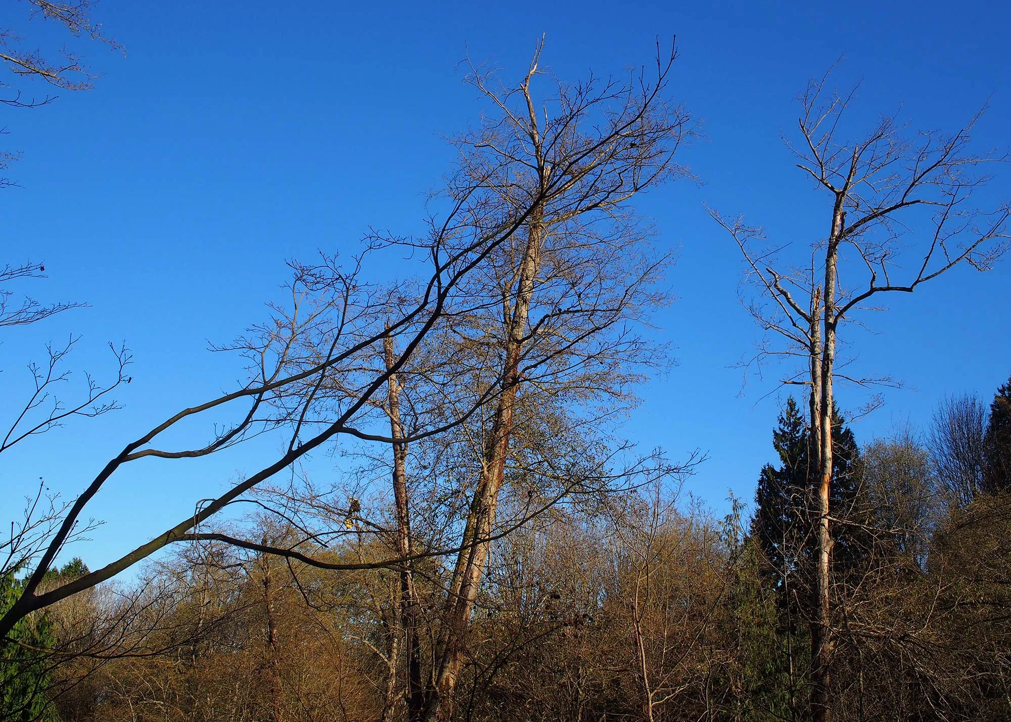 branches.jpg