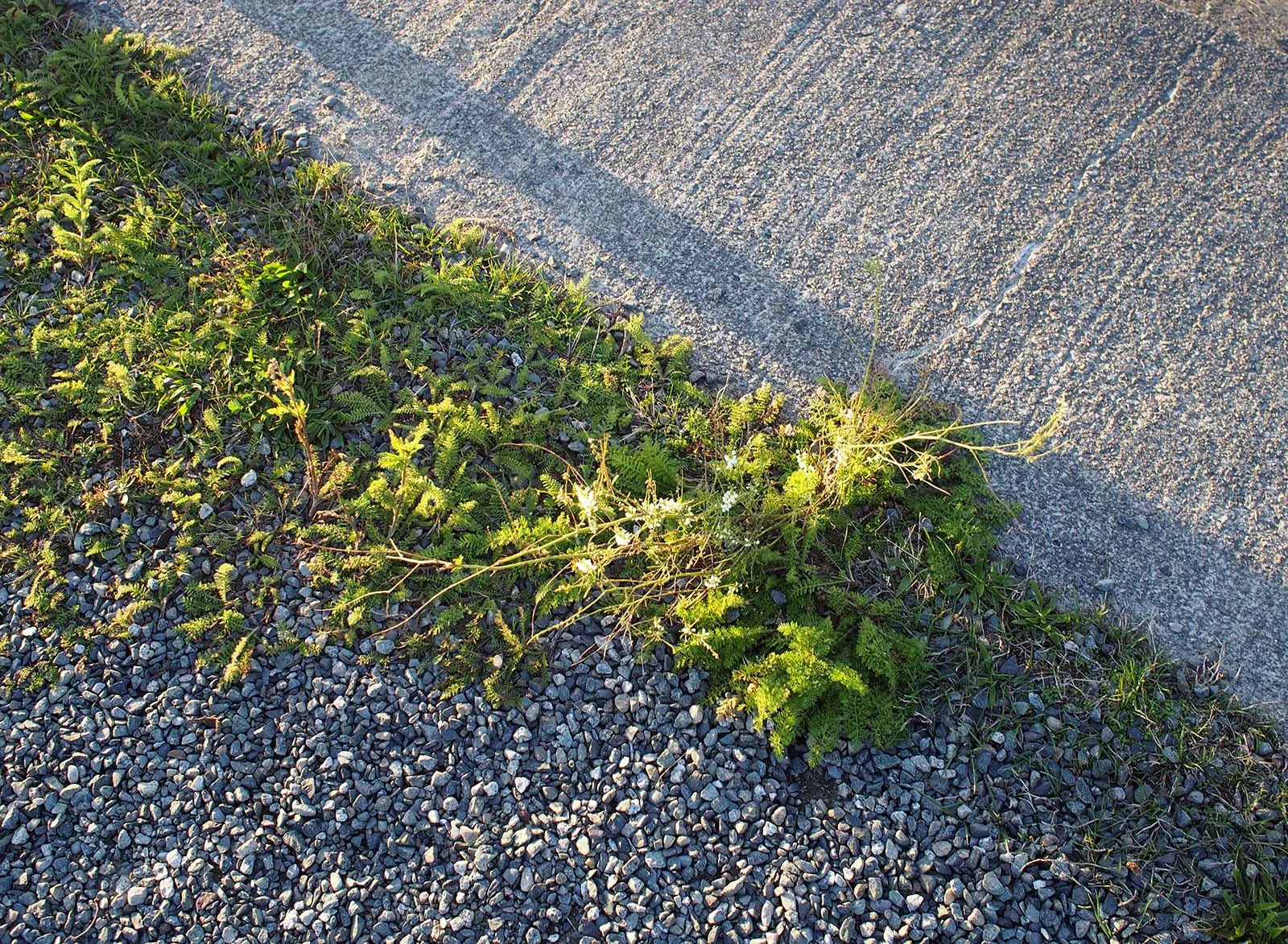 grasspatch.jpg