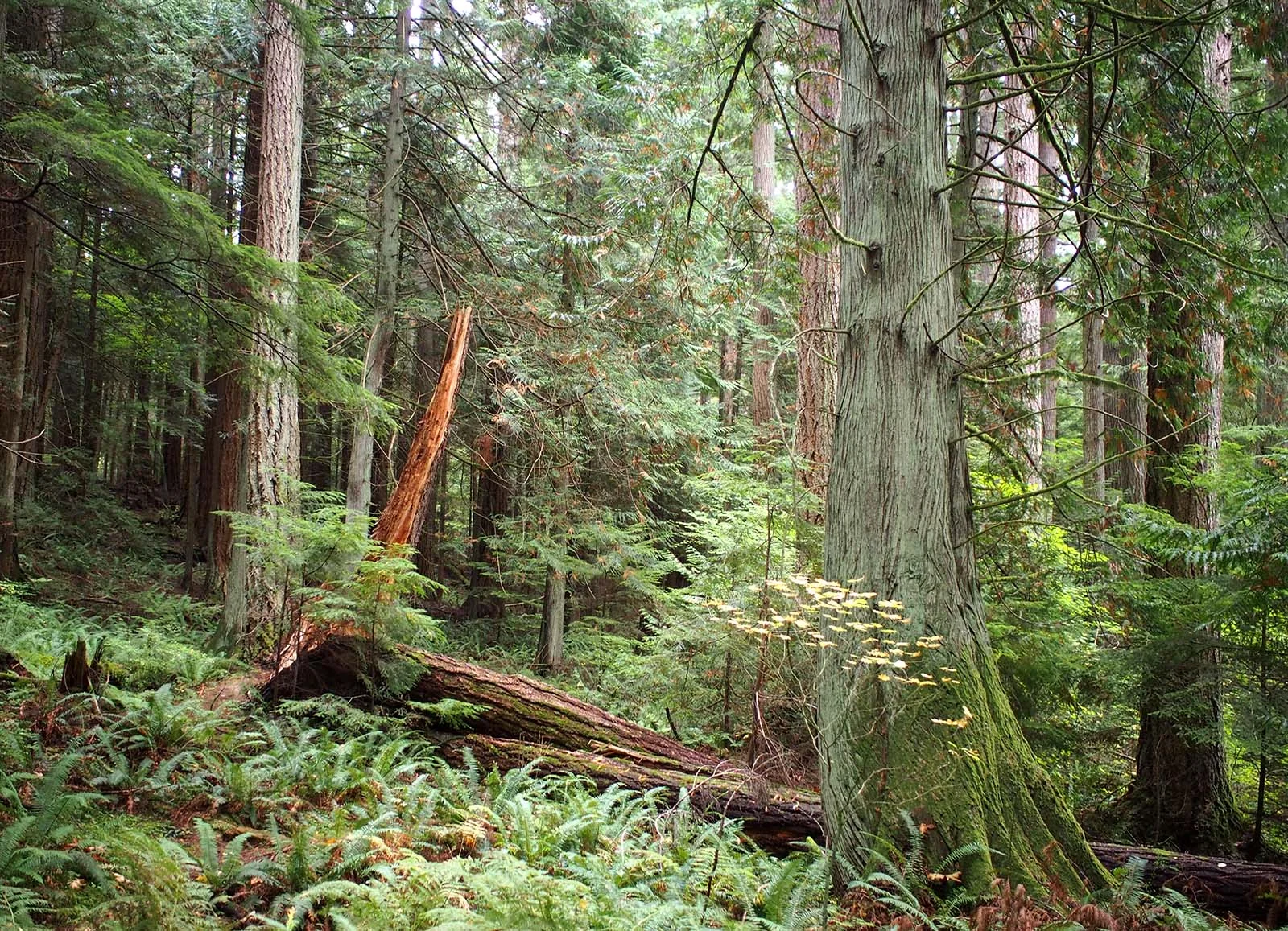 stump.jpg