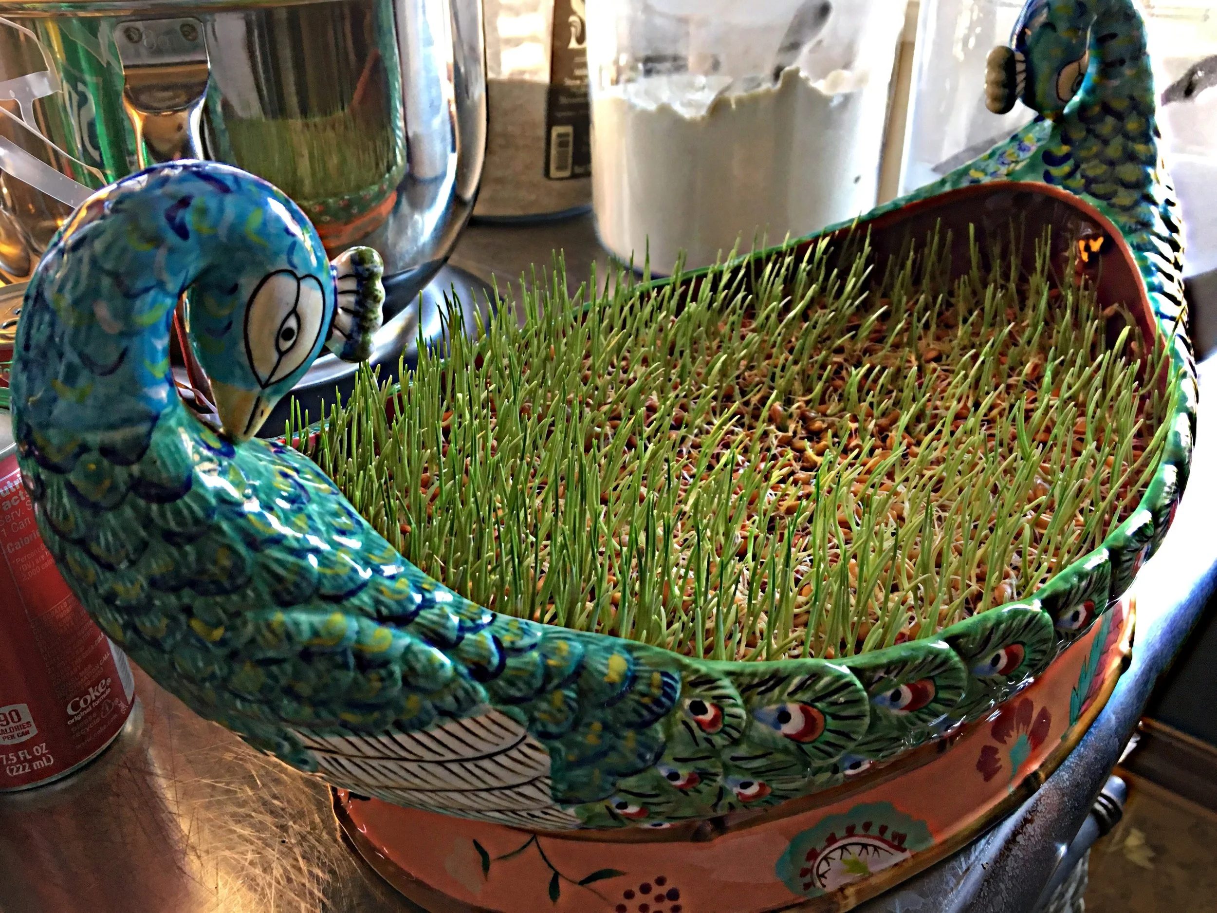 The wheat has soaked and sprouted. 