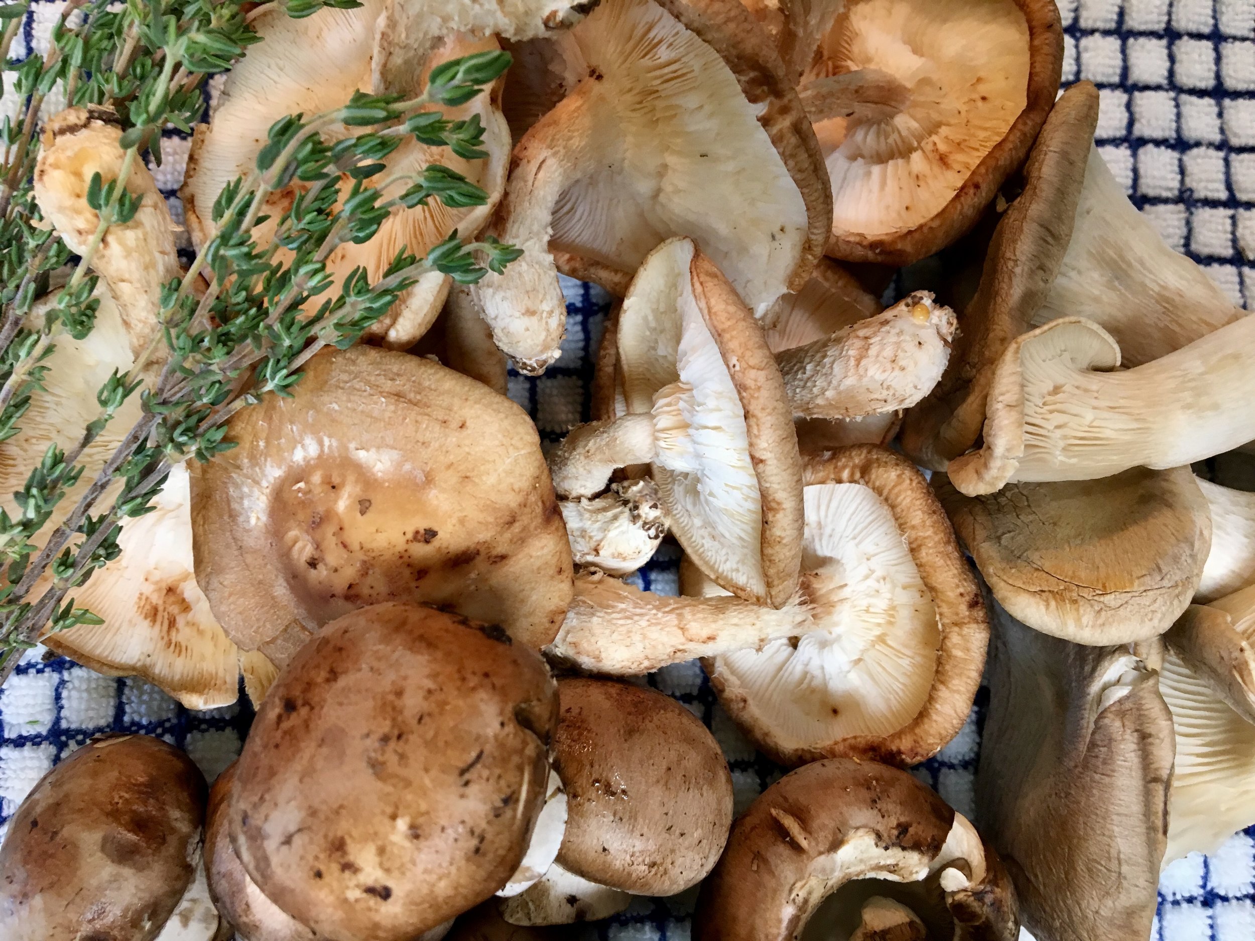 Crimini, Shiitake, and Oyster Mushrooms