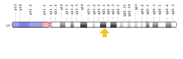 SLC24A5
