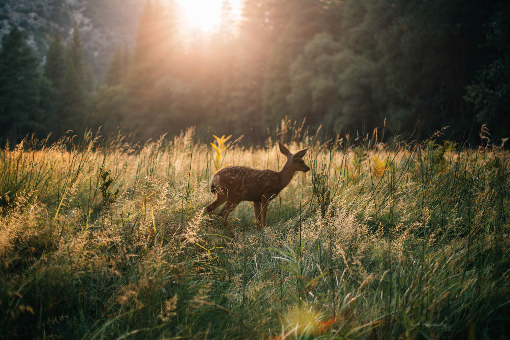 Vancouver Photographer - West Coast Road Trip-Emmy Lou Virginia Photography-73.jpg