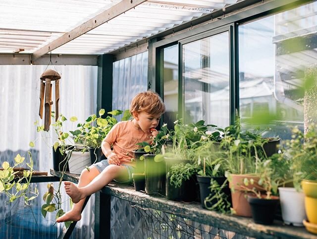 We make daily visits to our greenhouse to check if the strawberries and peas and lettuce and kale and zucchini and cucumbers and carrots and beans (and pumpkins, and tomatoes, and corn) are still &ldquo;growin&rsquo; up, Mommy?&rdquo; But really, is 