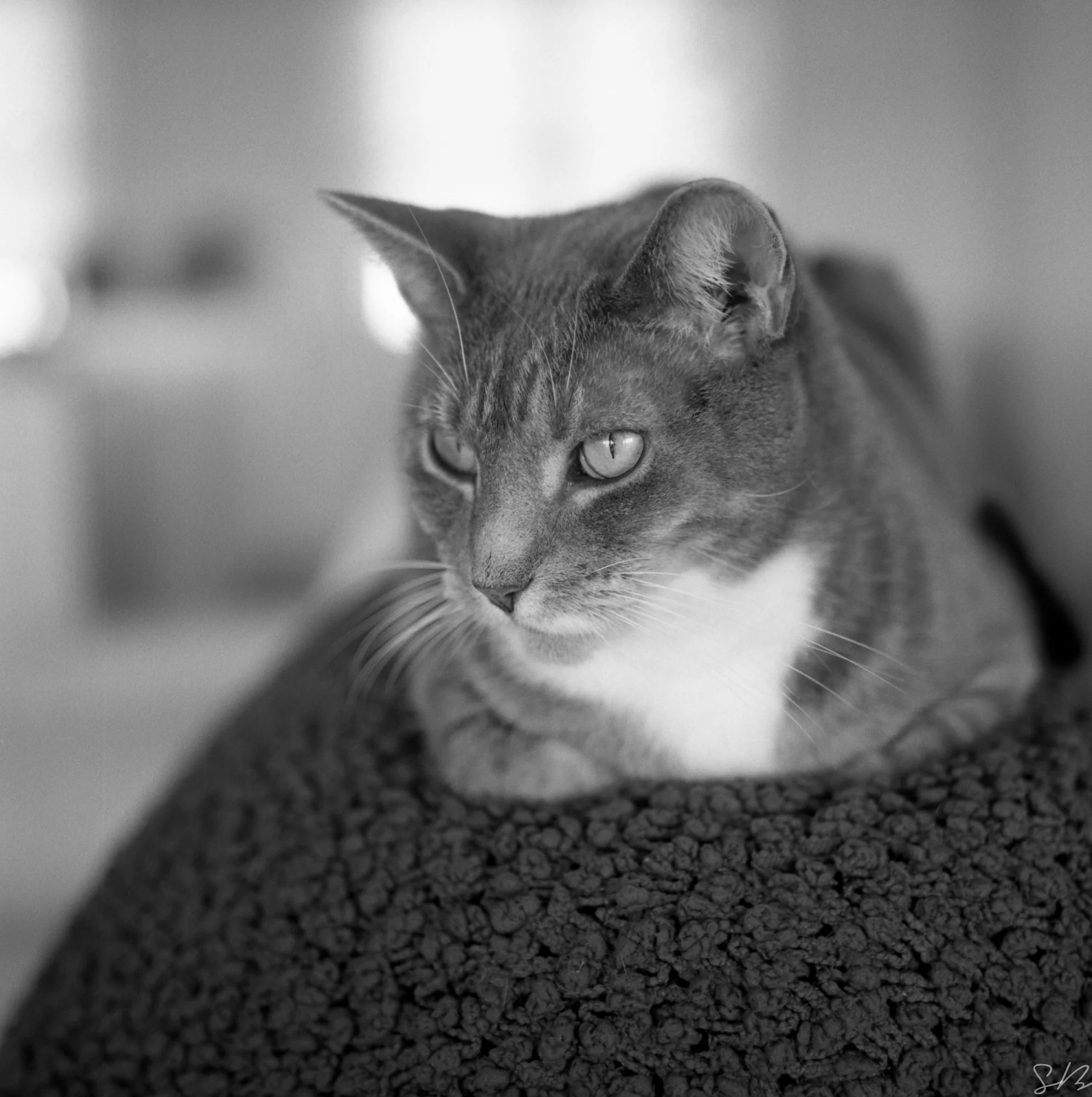 img009.jpg