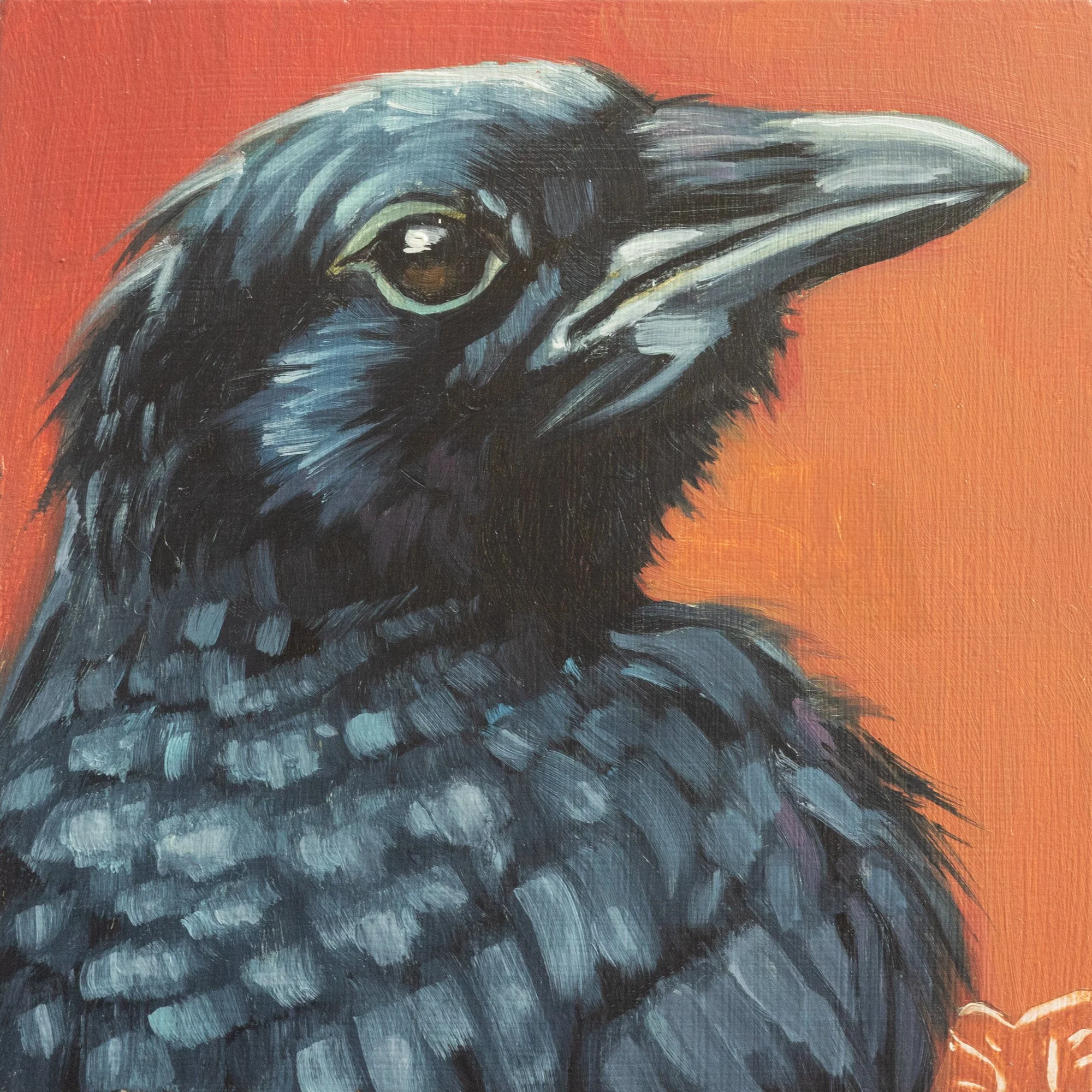 American Crow Portrait 7.jpg