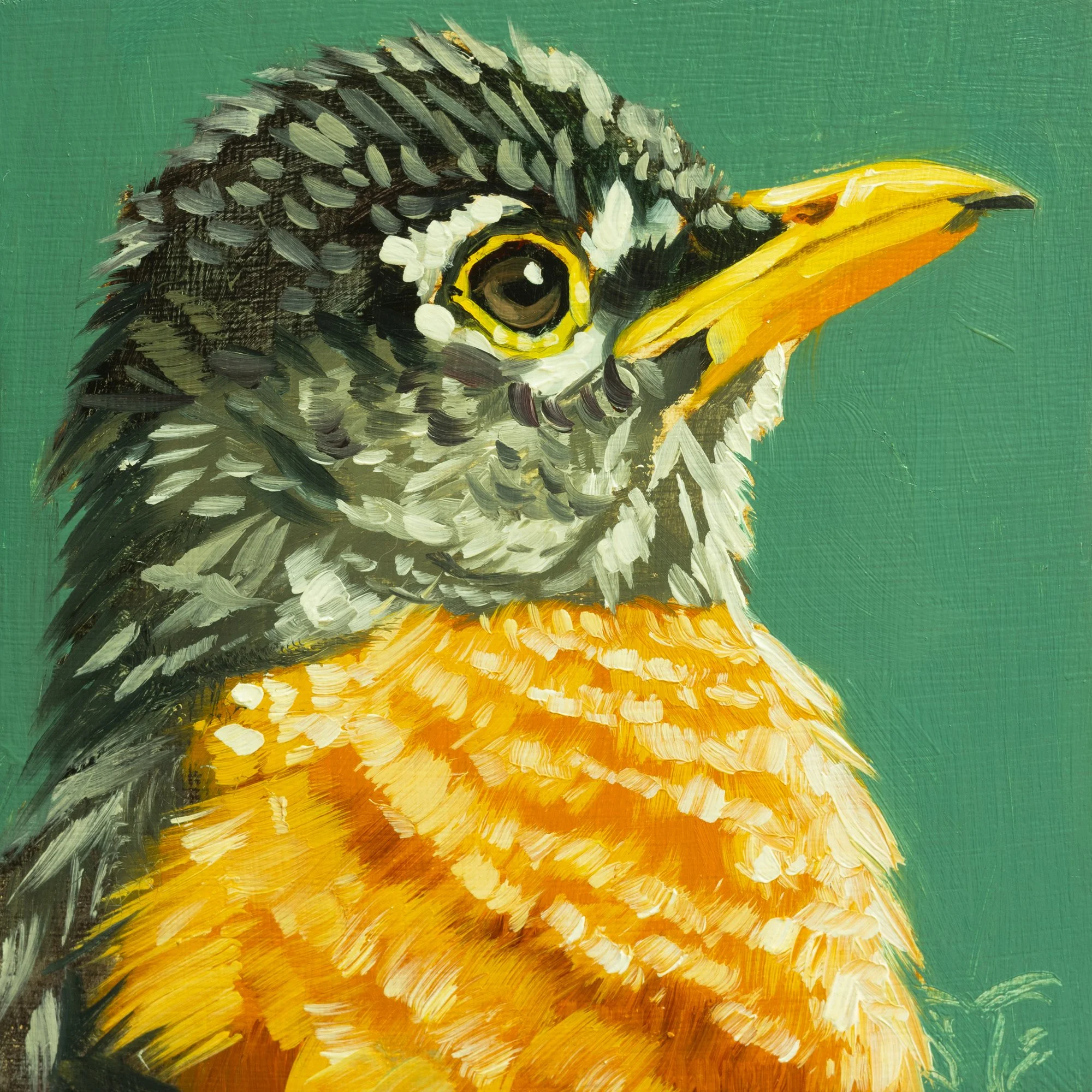 American Robin Portrait 6.jpg