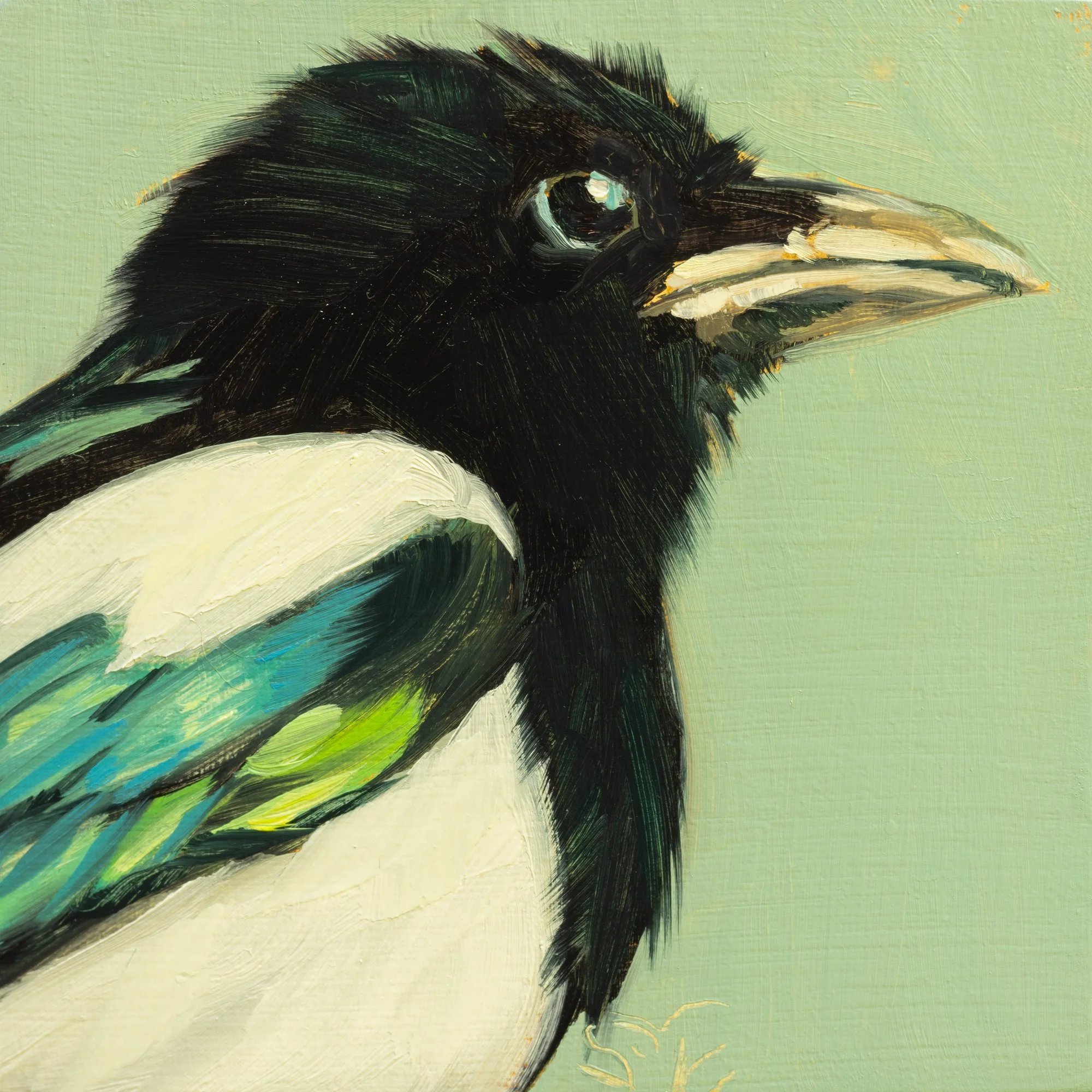 Black-billed Magpie Portrait 2.jpg