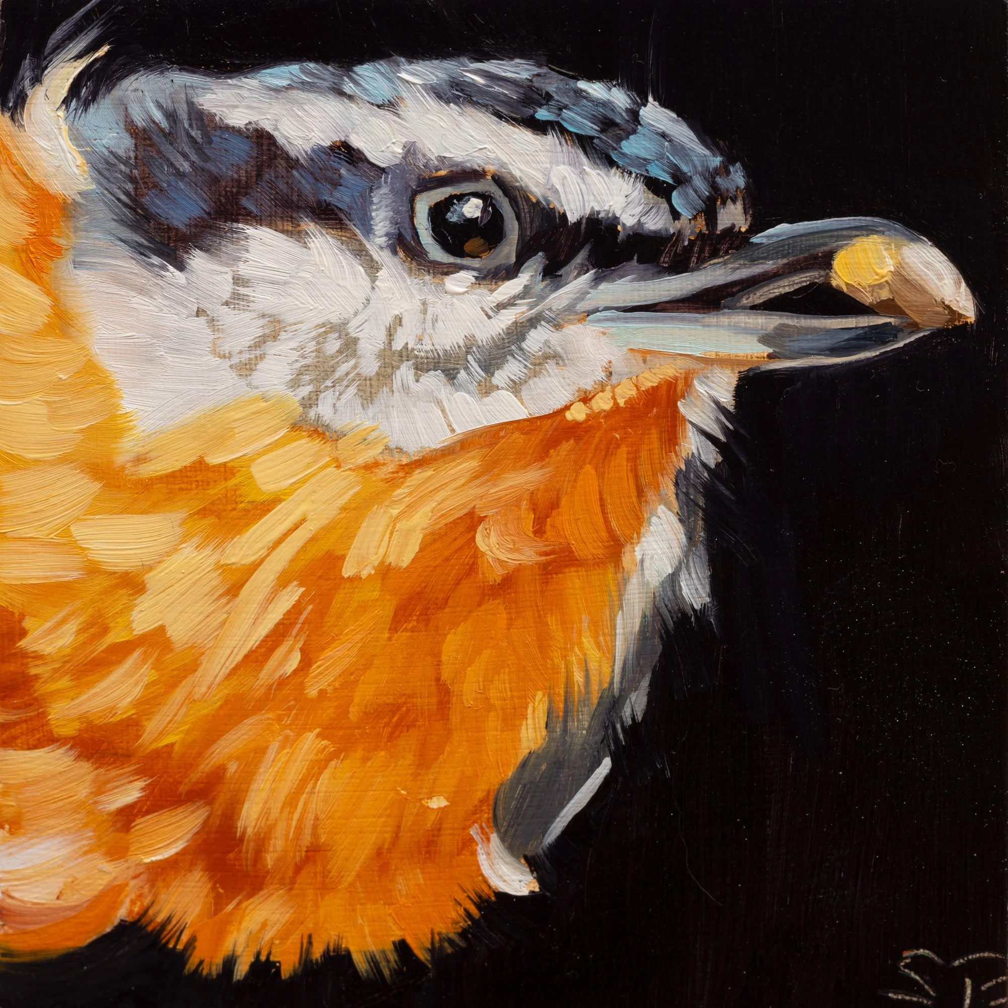 Red-breasted Nuthatch Portrait 8.jpg