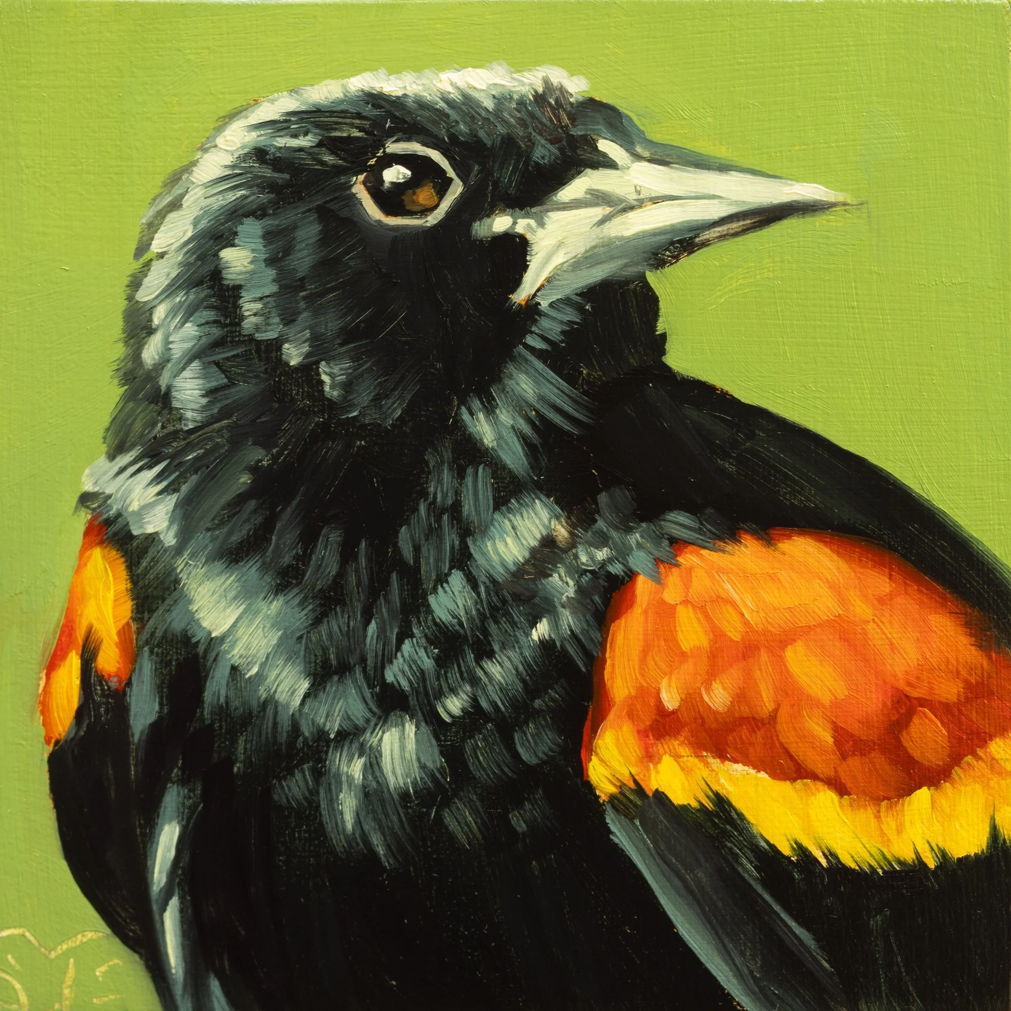 Red-winged Blackbird Portrait 13.jpg