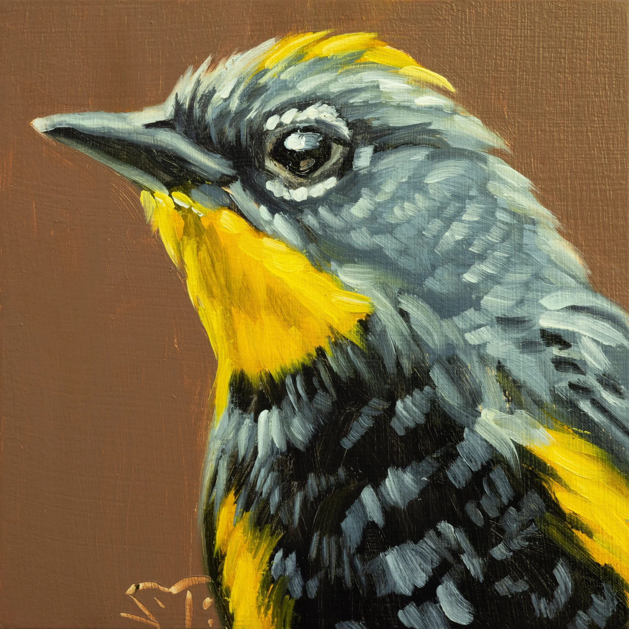 Yellow-Rumped Warbler Portrait 3.jpg