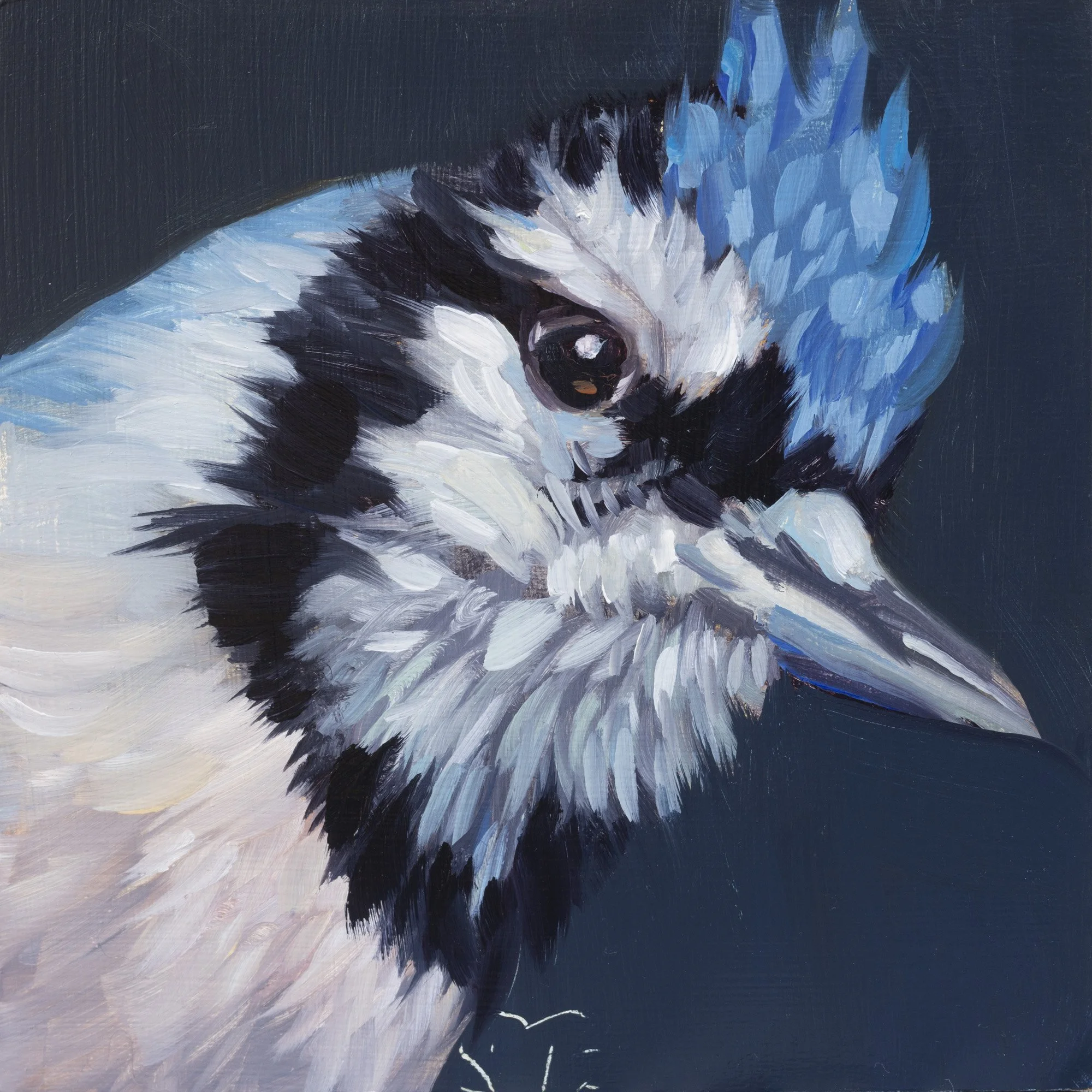 Blue Jay Portrait 5.jpg