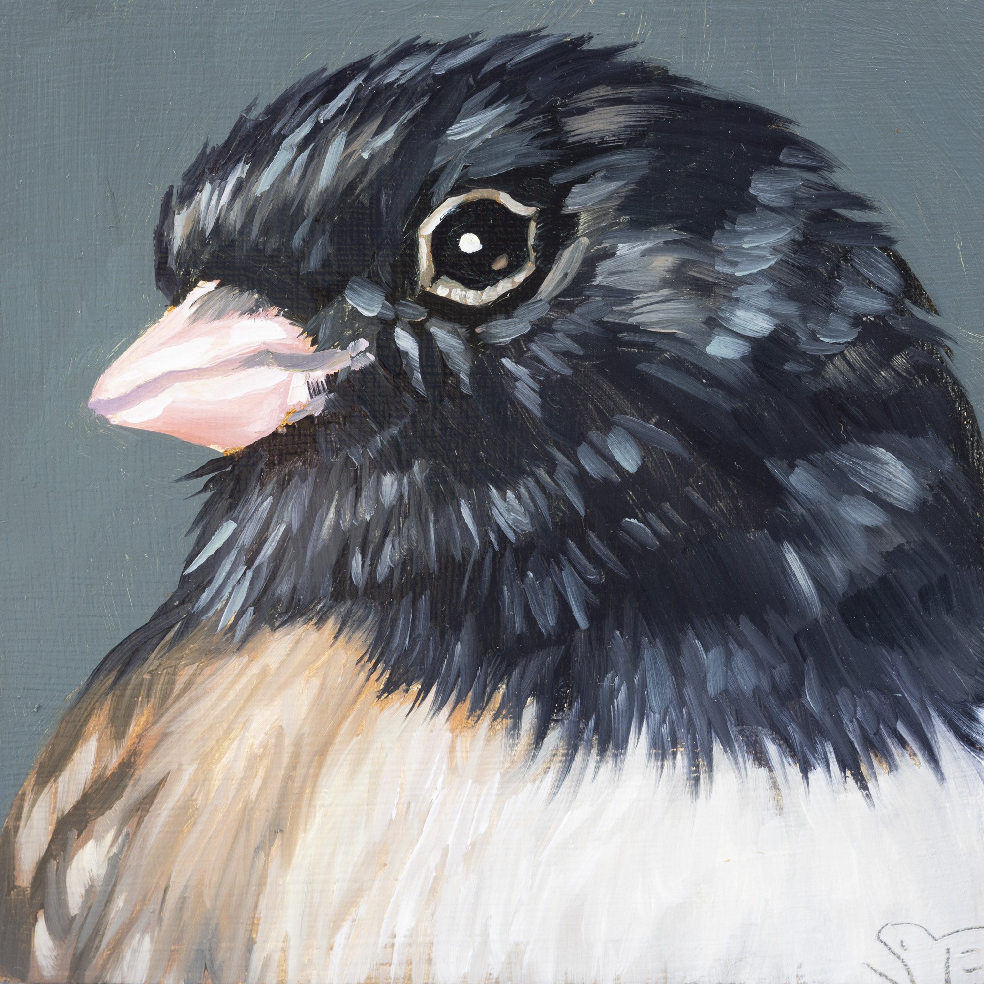Dark-eyed Junco Portrait 10.jpg