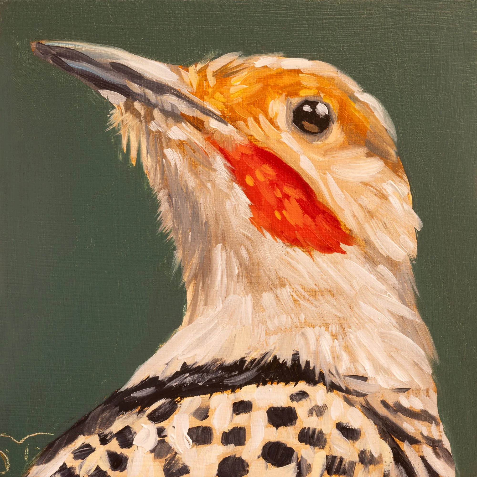 Northern Flicker Portrait 7.jpg