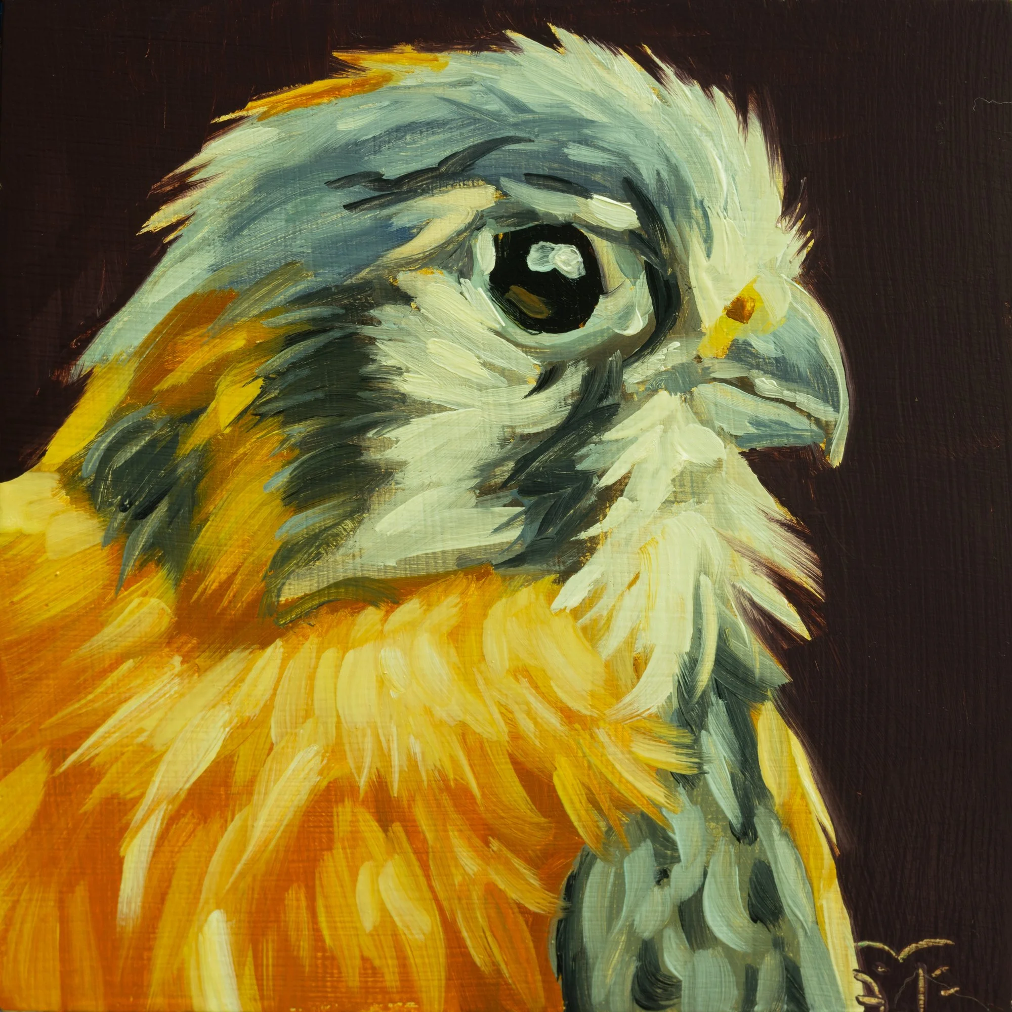 American Kestrel Portrait 5.jpg