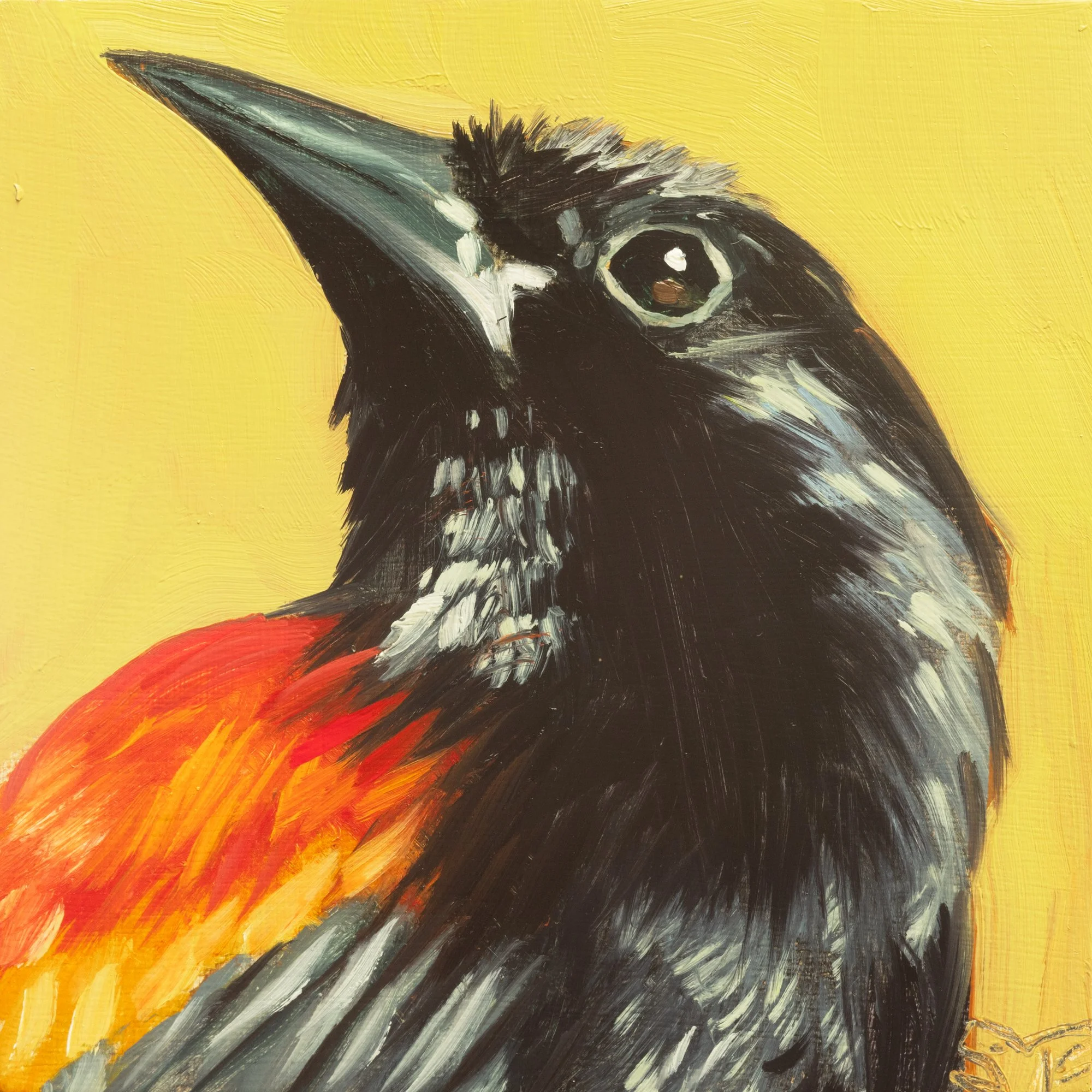 Red-winged Blackbird Portrait 16.jpg