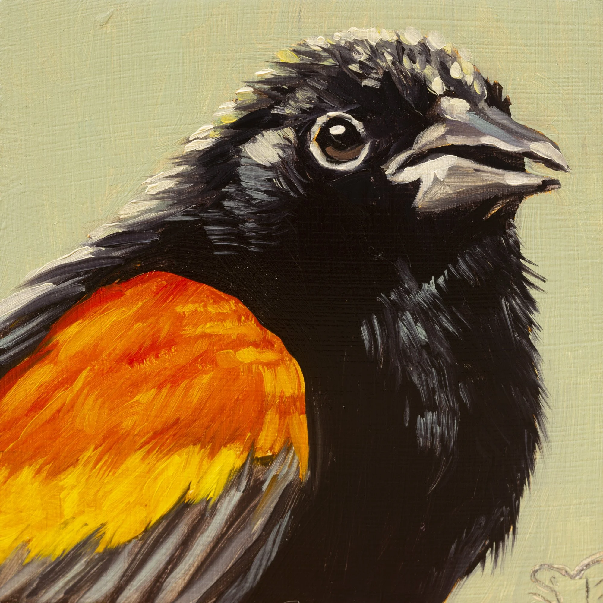 Red-winged Blackbird Portrait 19.jpg