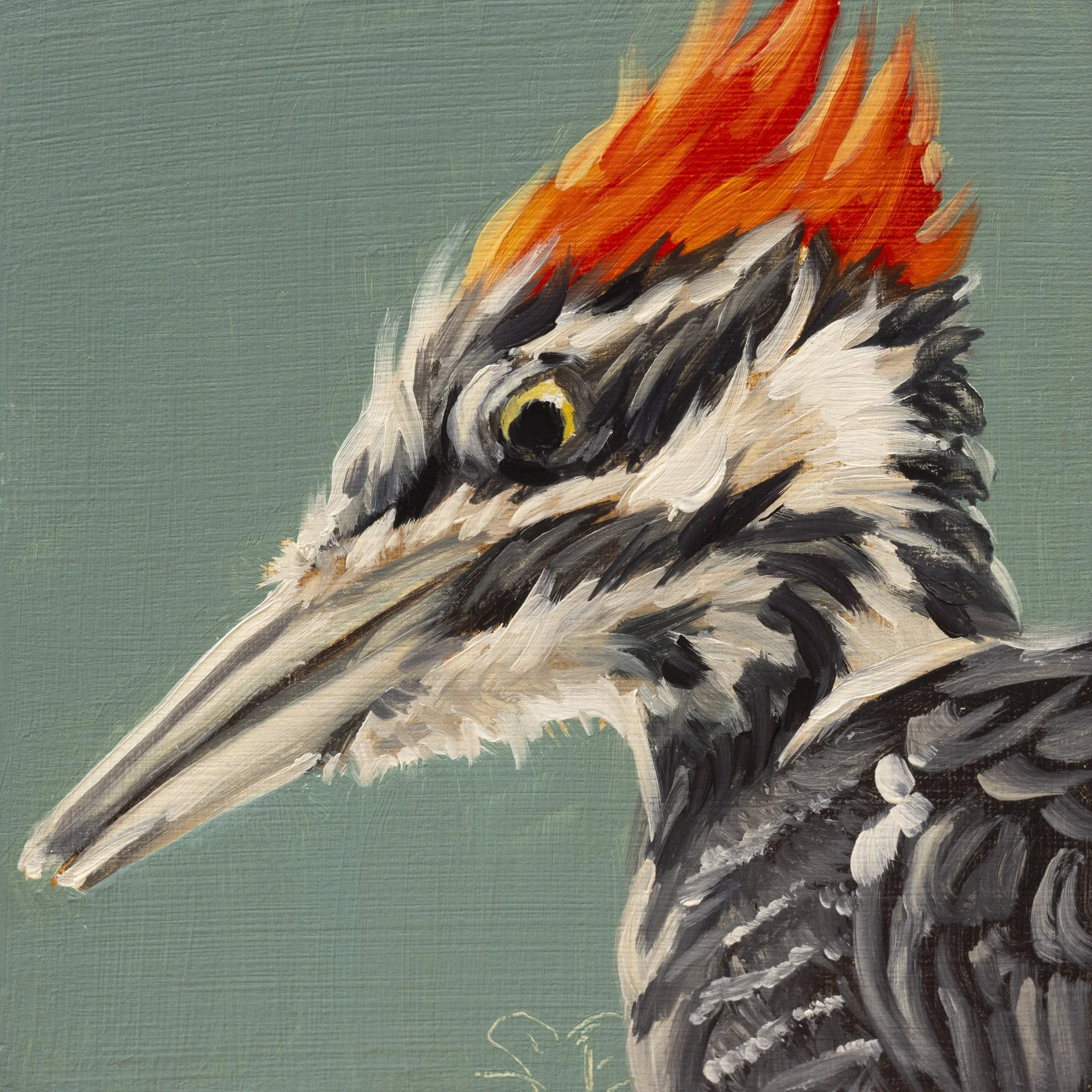 Pileated Woodpecker Portrait 9.jpg